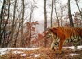Первый в России центр реабилитации диких животных открыли под Уссурийском