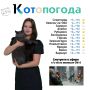 Двухлетний кот Адик породы русская голубая выглядит так, будто знает об этой осени вообще всё