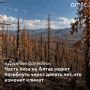 Отдельные лесные участки Алтайского края могут полностью погибнуть в ближайшие десять лет