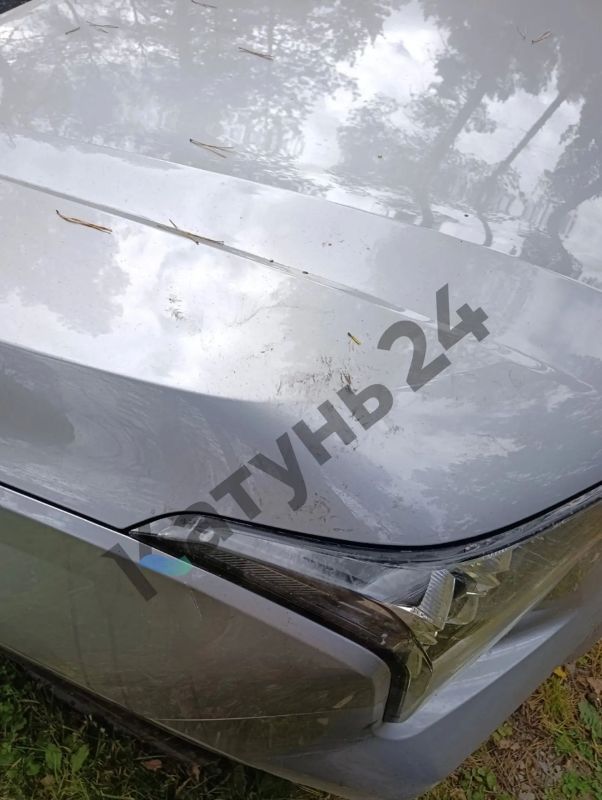 Очевидцы: медведь повредил автомобиль туристов в Чемальском районе на Алтае Очевидцы: медведь повредил автомобиль туристов в Чемальском районе на Алтае