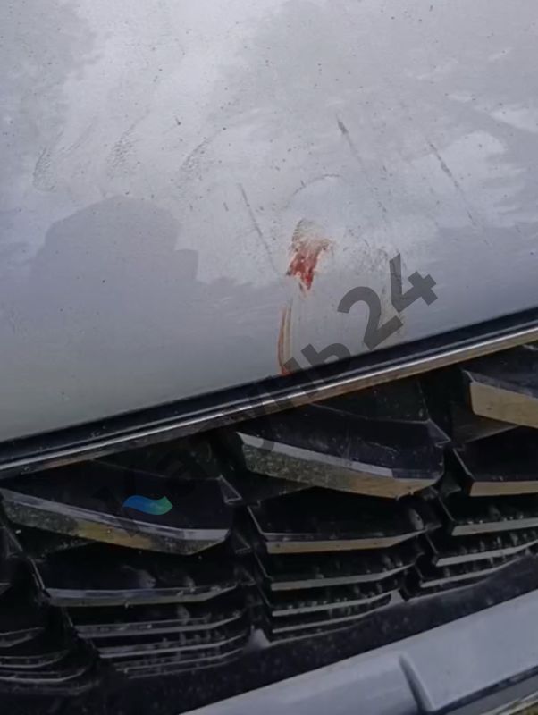 Очевидцы: медведь повредил автомобиль туристов в Чемальском районе на Алтае Очевидцы: медведь повредил автомобиль туристов в Чемальском районе на Алтае