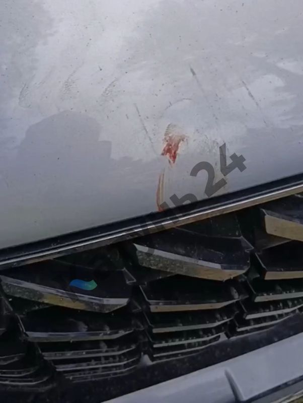 Очевидцы: медведь повредил автомобиль туристов в Чемальском районе на Алтае Очевидцы: медведь повредил автомобиль туристов в Чемальском районе на Алтае