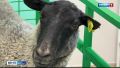 На Алтае подвели итоги конкурсов профессионального мастерства «Лучший по профессии»