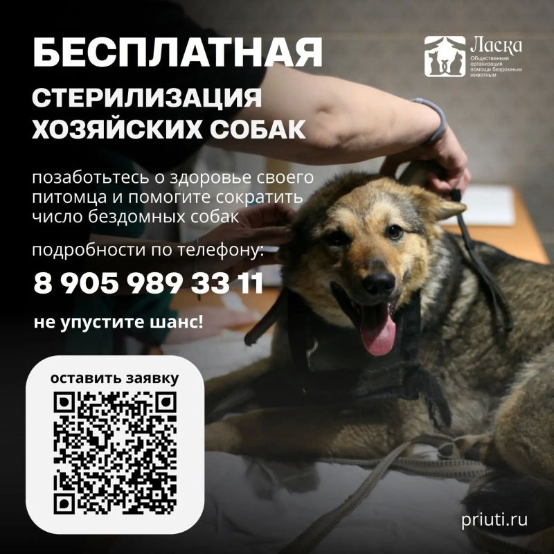 Жители Барнаула могут бесплатно стерилизовать и чипировать своих собак