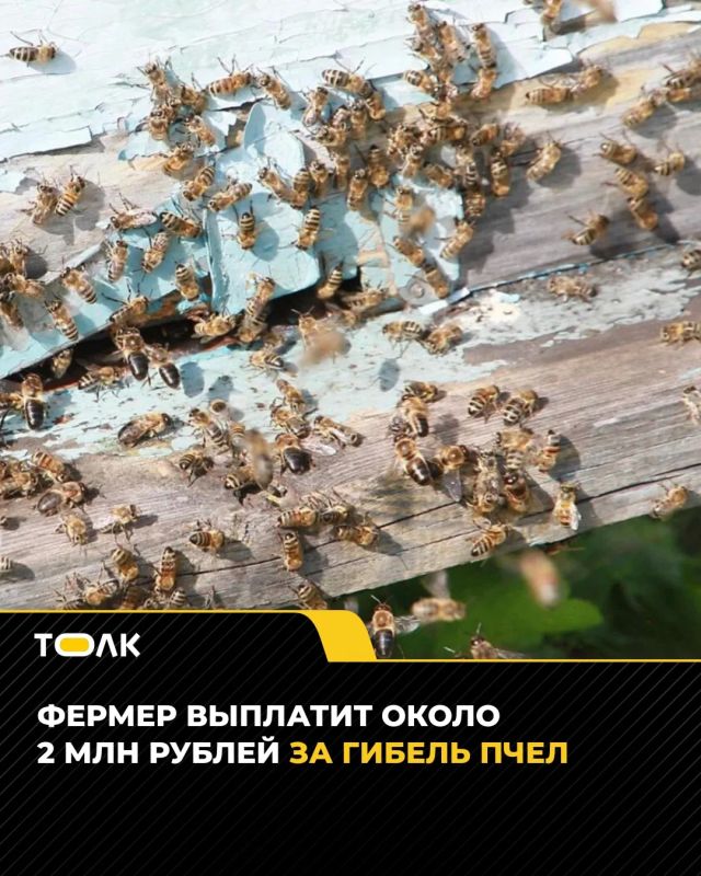 Фермер заплатит 2 млн рублей за массовую гибель пчел в Алтайском крае