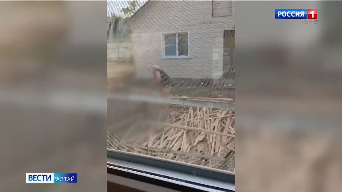 В СНТ «Берёзовая роща» хозяева три дня жестоко избивали собаку «в наказание»