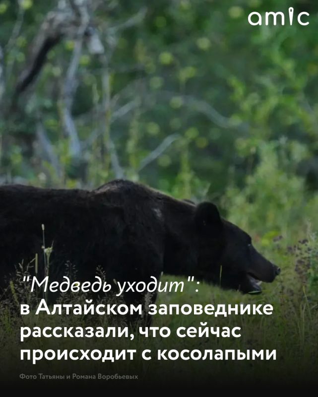 Тема медведей в этом году звучит по всей стране, но в селе Яйлю — центральной усадьбе Алтайского биосферного заповедника, медведь — давно не страшная новость, а сосед