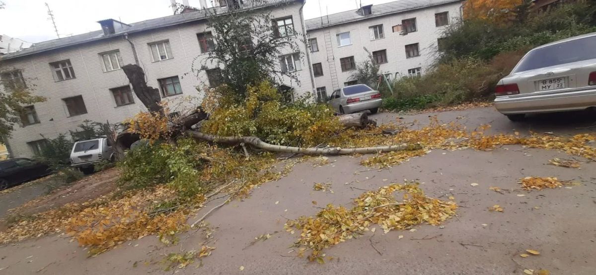 Ураганный ветер привел к отключению электричества и повалил деревья в Барнауле Ураганный ветер привел к отключению электричества и повалил деревья в Барнауле