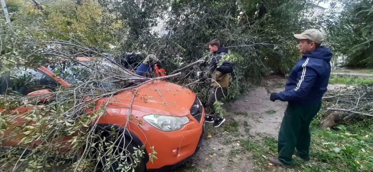 Ураганный ветер привел к отключению электричества и повалил деревья в Барнауле