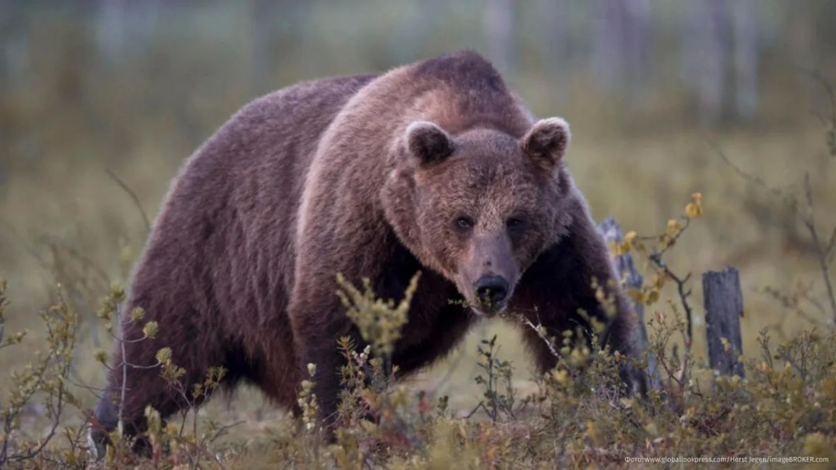 Медведь напал на подростка в Алтайском крае — 15-летний школьник госпитализирован