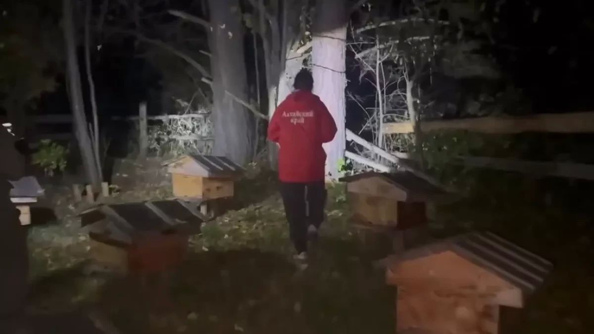 Трех медведей отстрелили в месте нападения медведя на подростка в Солтонском районе