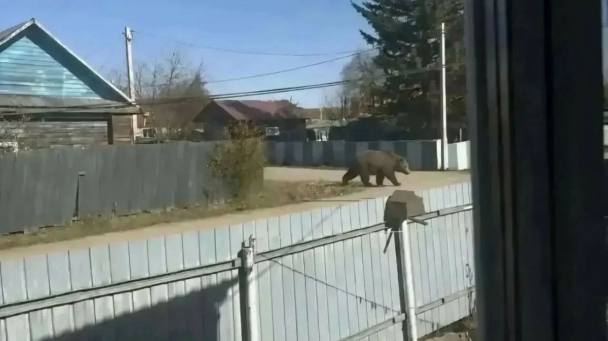Россиянку оштрафовали за ИИ-фото медведя в поселке Приамурья