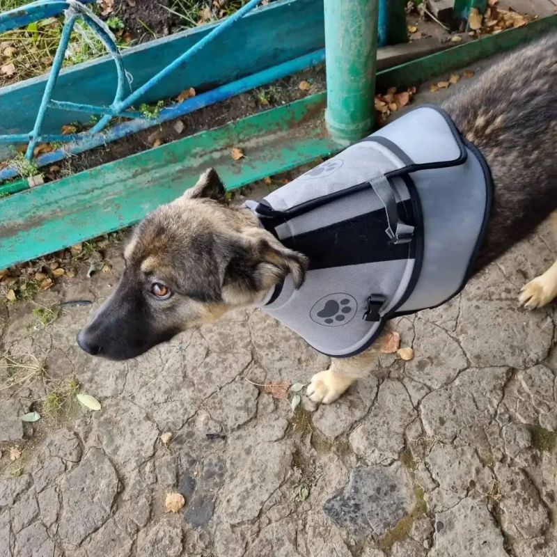 Щенок спас хозяев от медведя, который пытался напасть на них в Сибири