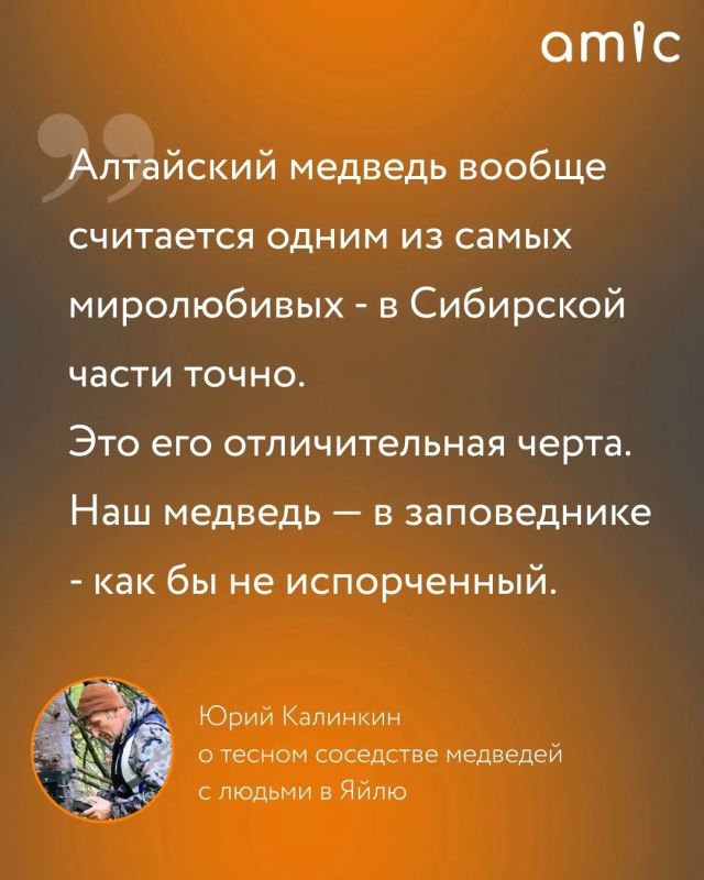 Он изучает медведей больше 20 лет Он изучает медведей больше 20 лет