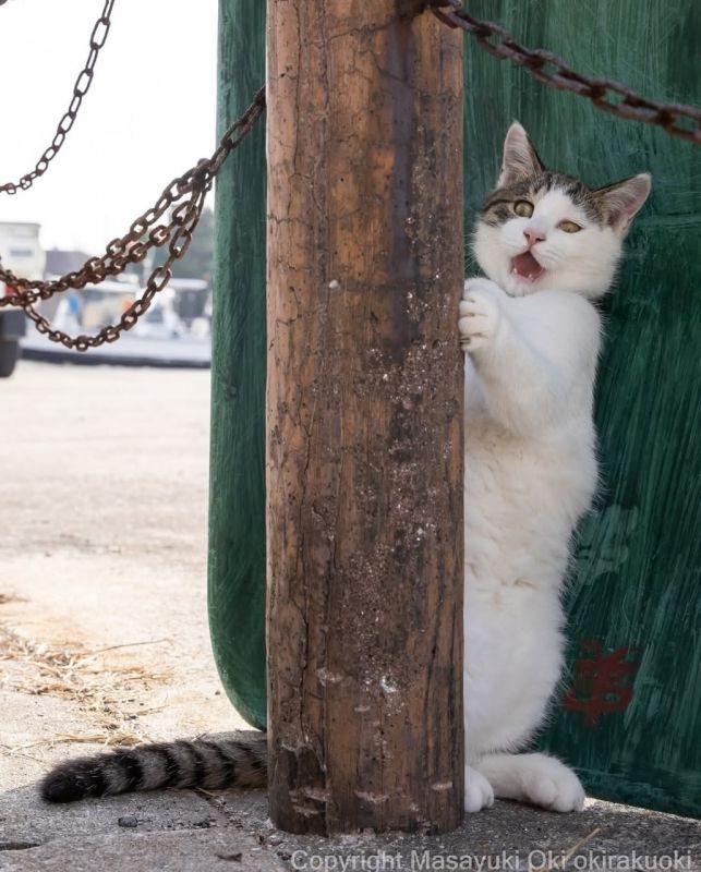 Эти японские коты точно заставят улыбнуться Эти японские коты точно заставят улыбнуться