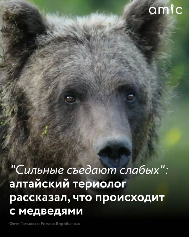 Он изучает медведей больше 20 лет Он изучает медведей больше 20 лет