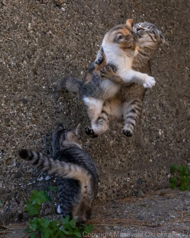 Эти японские коты точно заставят улыбнуться Эти японские коты точно заставят улыбнуться