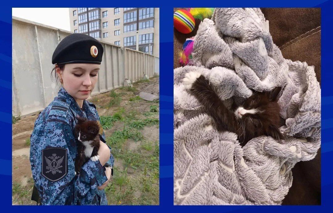 Судебный пристав спасла котенка и нашла ему дом в Алтайском крае