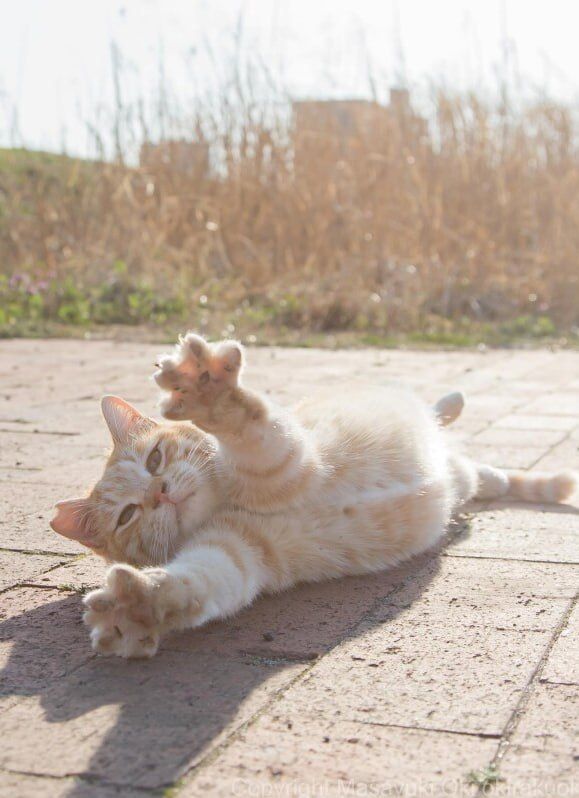 Эти японские коты точно заставят улыбнуться Эти японские коты точно заставят улыбнуться