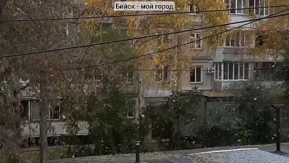 Сегодня в Бийске пошёл первый снег Сначала снежинки были редкими и лёгкими, но ближе к 11 часам снегопад усилился - с неба полетели крупные белые хлопья