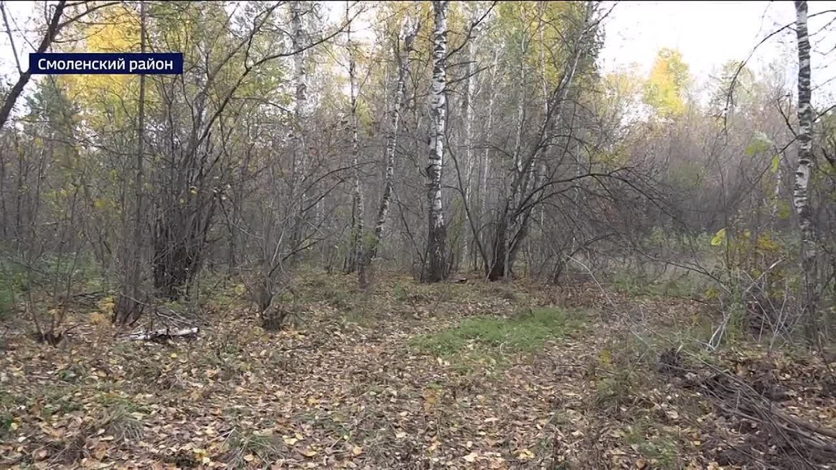 В Смоленском районе сельчане выясняют, законно ли рубят сосны в посёлке Нефтебаза