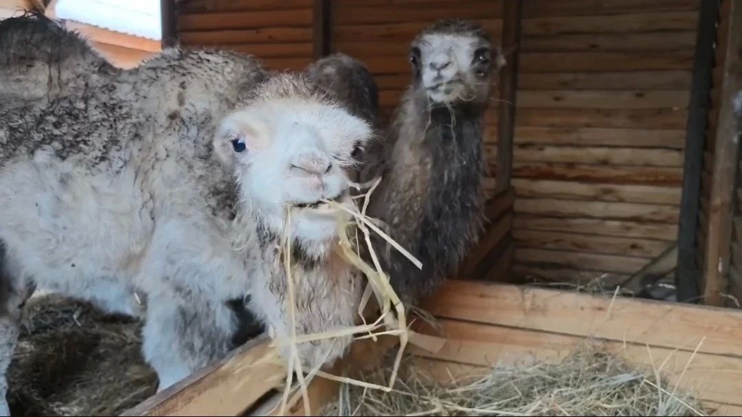 В барнаульский зоопарк привезли двух четырехмесячных верблюжат из Бийского района — самца Монгола и самку Сабину В барнаульский зоопарк привезли двух четырехмесячных верблюжат из Бийского района — самца Монгола и самку Сабину