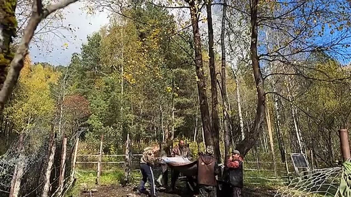 Спасенных медвежат-сирот выпустили в природу в Алтайском заповеднике