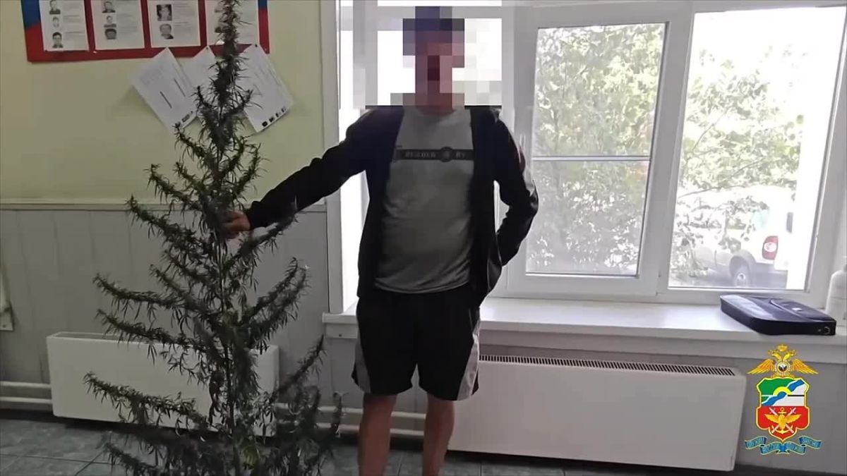 Жителя Алтая задержали с кустом конопли, похожим на новогоднюю елочку