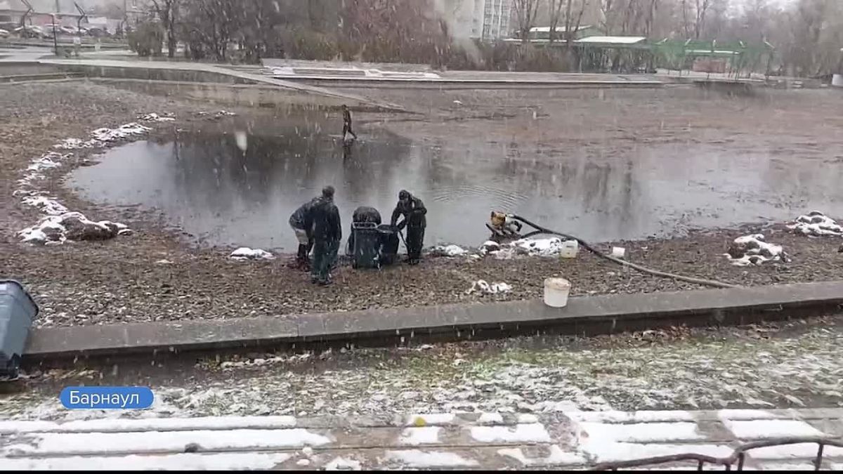 Первая партия декоративных карпов из барнаульского парка «Изумрудный» будет зимовать в Калманском районе