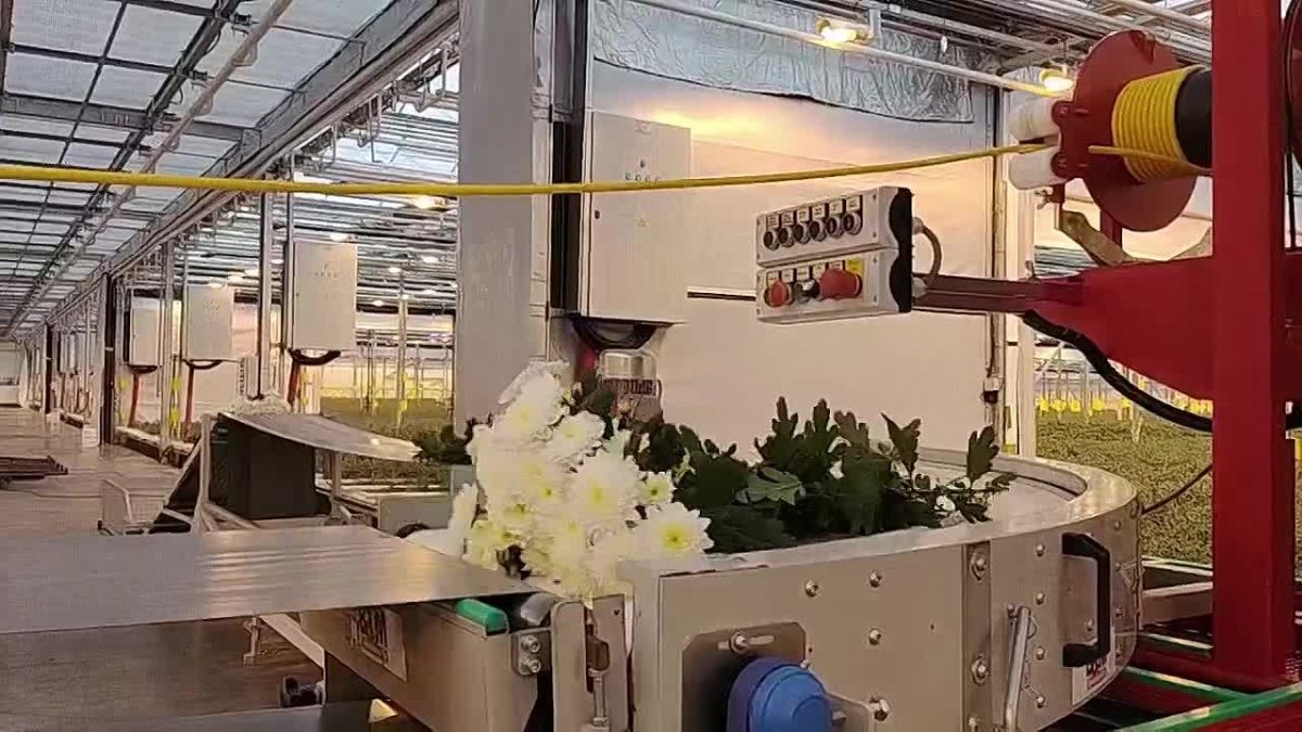 В Алтайском крае завершили реализацию инвестиционного проекта по промышленному производству хризантем