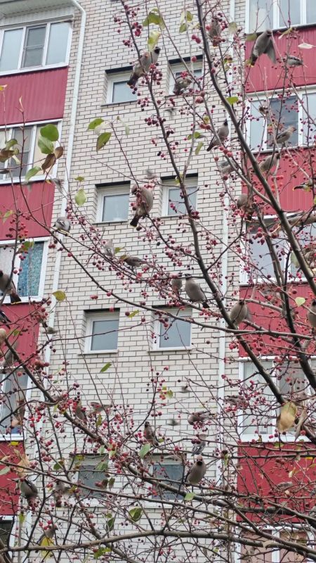Стая свиристелей прилетела в Барнаул полакомиться рябиной