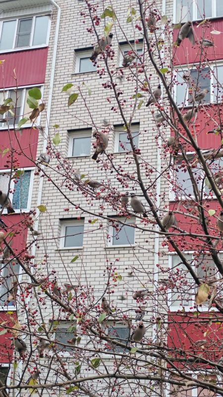Стая свиристелей прилетела в Барнаул полакомиться рябиной