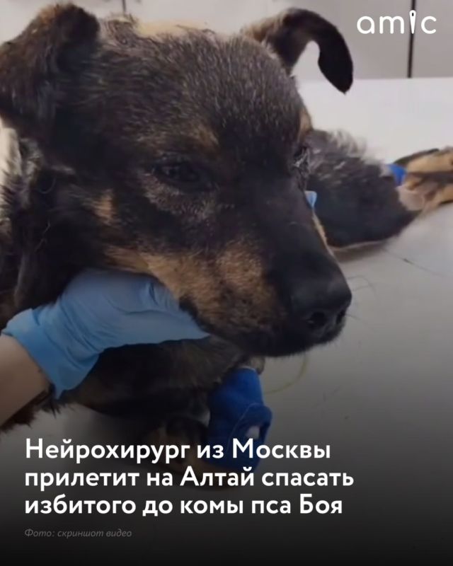 Пса Боя, жестоко избитого в Барнауле, не смогли отправить на операцию в Москву: поездка сорвалась изза отсутствия билетов на поезд, сообщает altai.aif.ru. Как рассказала основатель приюта «Территория спасения» Ольга Камнева...