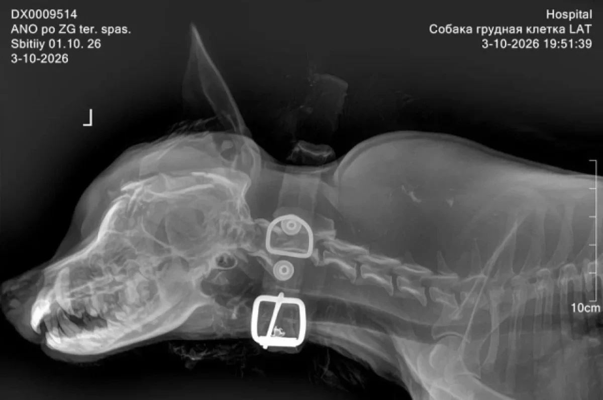 «Очень хочет жить». Хирург летит на Алтай спасать покалеченного пса Боя «Очень хочет жить». Хирург летит на Алтай спасать покалеченного пса Боя