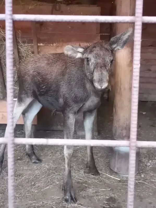 Маленького лосёнка спасли рядом с селом Фирсово