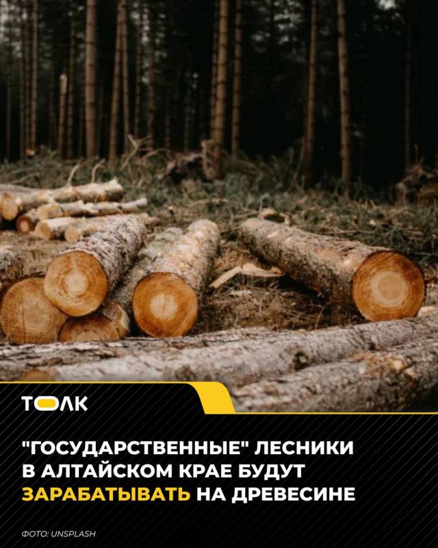 В Алтайском крае государственные лесхозы смогут зарабатывать на продаже древесины