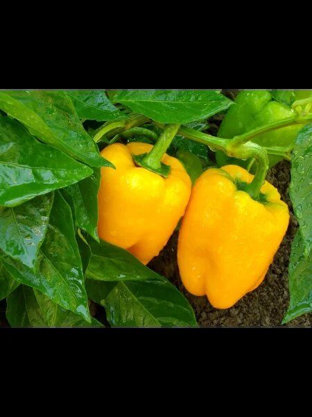 Перец Ромео: ранний гибрид с удивительными цветами и вкусом
